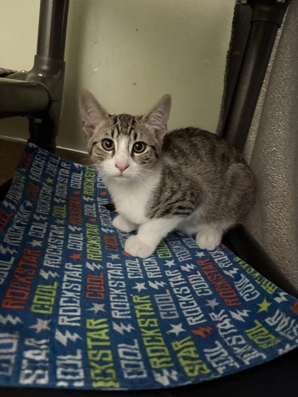 A baby medium-sized male Domestic Short Hair cat named Bartok for adoption in Santa Rosa, CA