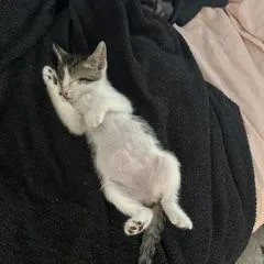 A baby small-sized female Brown / Chocolate Domestic Short Hair cat named Twinkle for adoption in Spokane, WA
