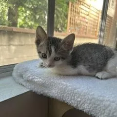 Twinkle thumbnail 6