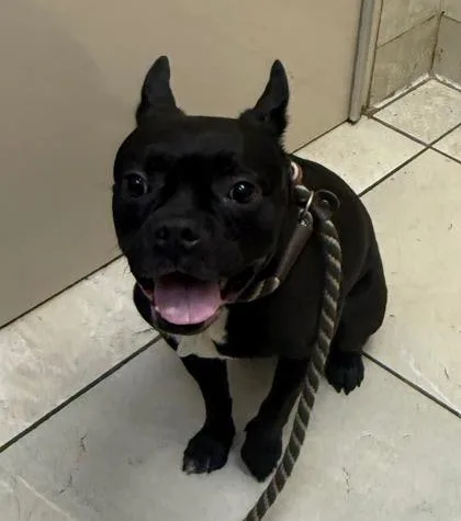 A senior medium-sized male French Bulldog dog named Gus for adoption in Honolulu, HI