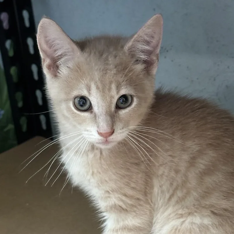 A baby small-sized male Buff / Tan / Fawn Domestic Short Hair cat named Boris for adoption in Richland, MI