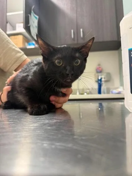 A baby small-sized female Black Domestic Short Hair cat named Princess Onyx for adoption in Annapolis, MD