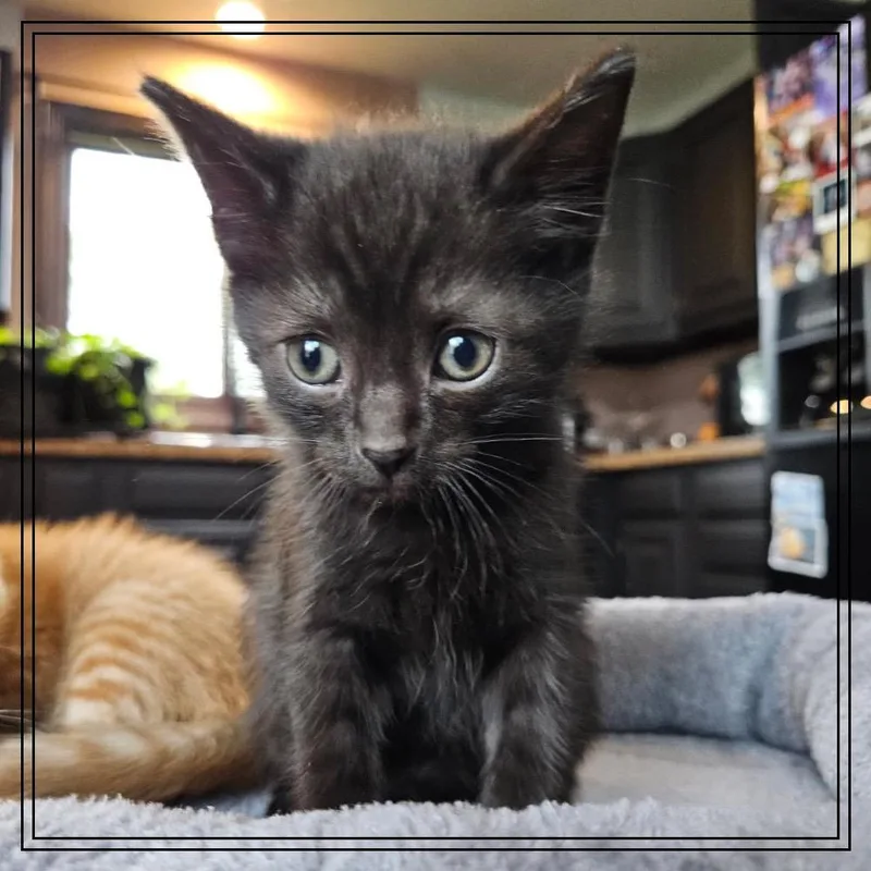 A baby small-sized male Black Domestic Short Hair cat named Boo for adoption in Monroe, MI