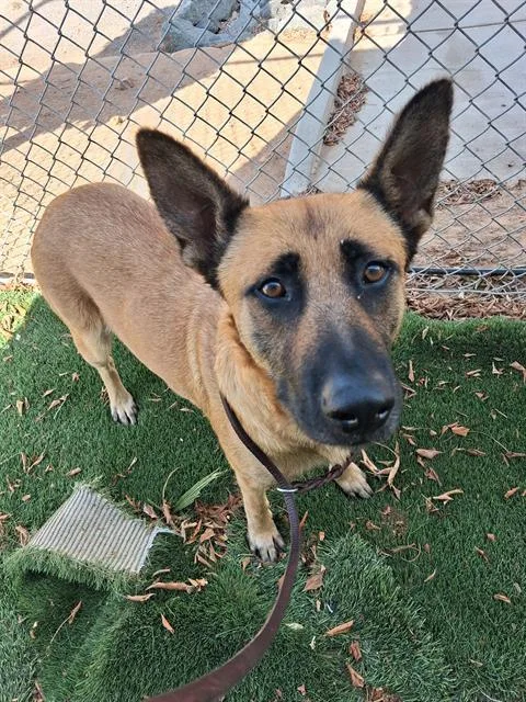 An adult large-sized female German Shepherd Dog dog named Silvia for adoption in Chula Vista, CA