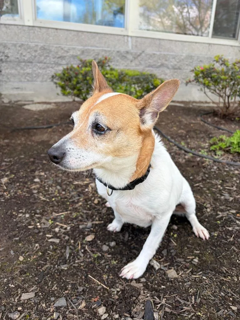 An adult medium-sized female Jack Russell Terrier dog named Belle for adoption in Newberg, OR