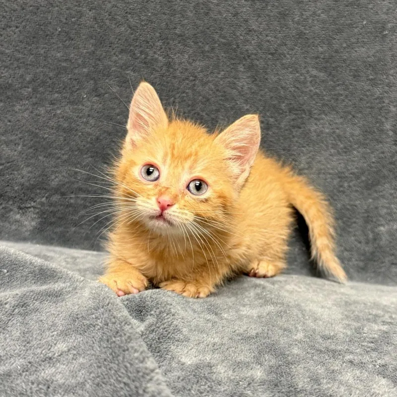 A baby medium-sized female Domestic Short Hair cat named Goose for adoption in Brenham, TX