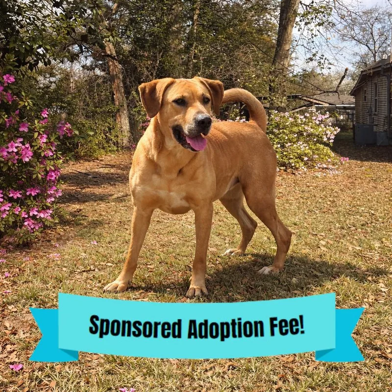 An adult large-sized female Brown / Chocolate Retriever dog named Jj for adoption in Novelty, OH