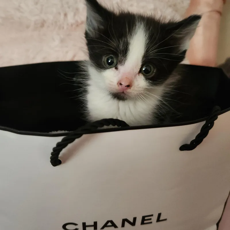Chanel thumbnail 6