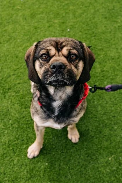 An adult medium-sized male Mixed Breed dog named Otis Fka Elway for adoption in West Chester, PA