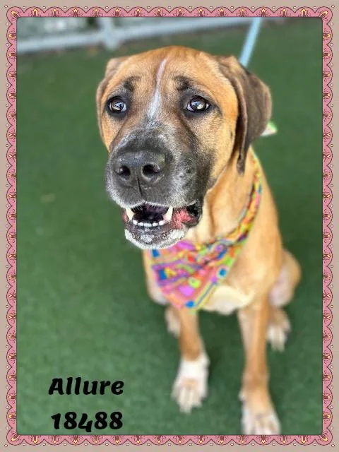Allure