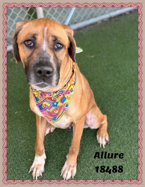 Allure thumbnail 2