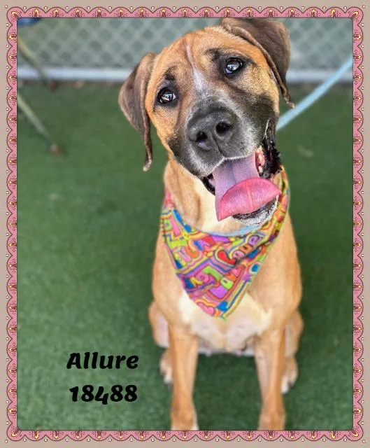 Allure thumbnail 3