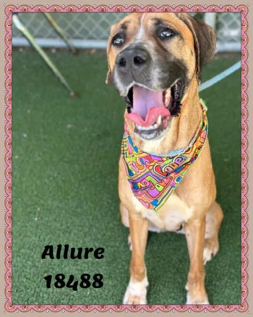 Allure thumbnail 4