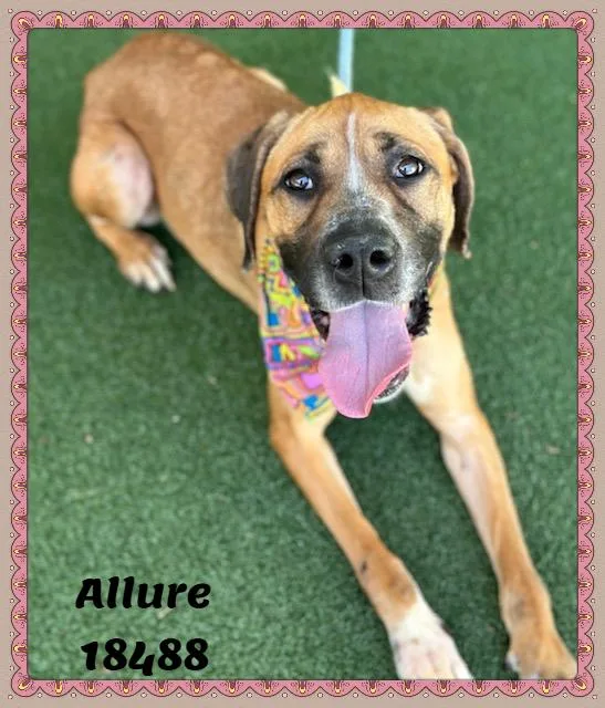 Allure thumbnail 5
