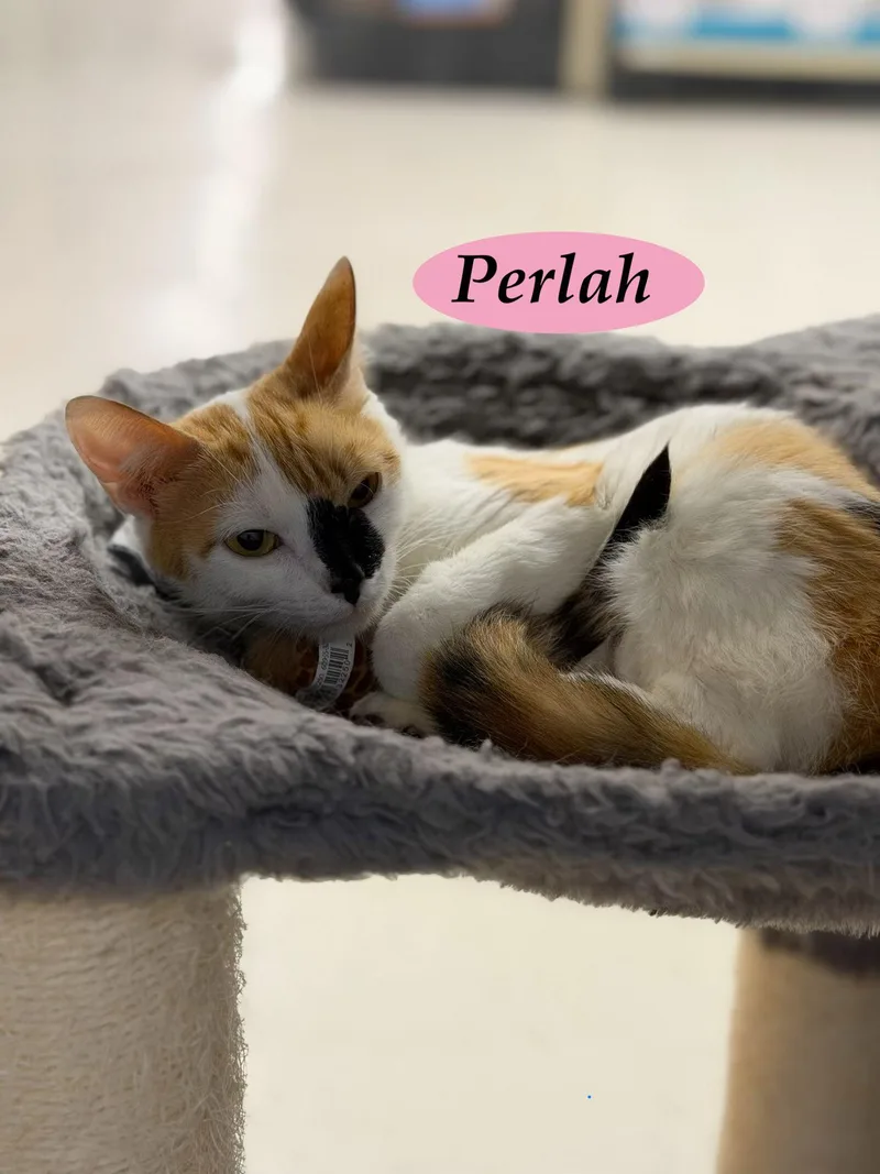A young medium-sized female Domestic Short Hair cat named Perlah for adoption in Spring Lake, NJ