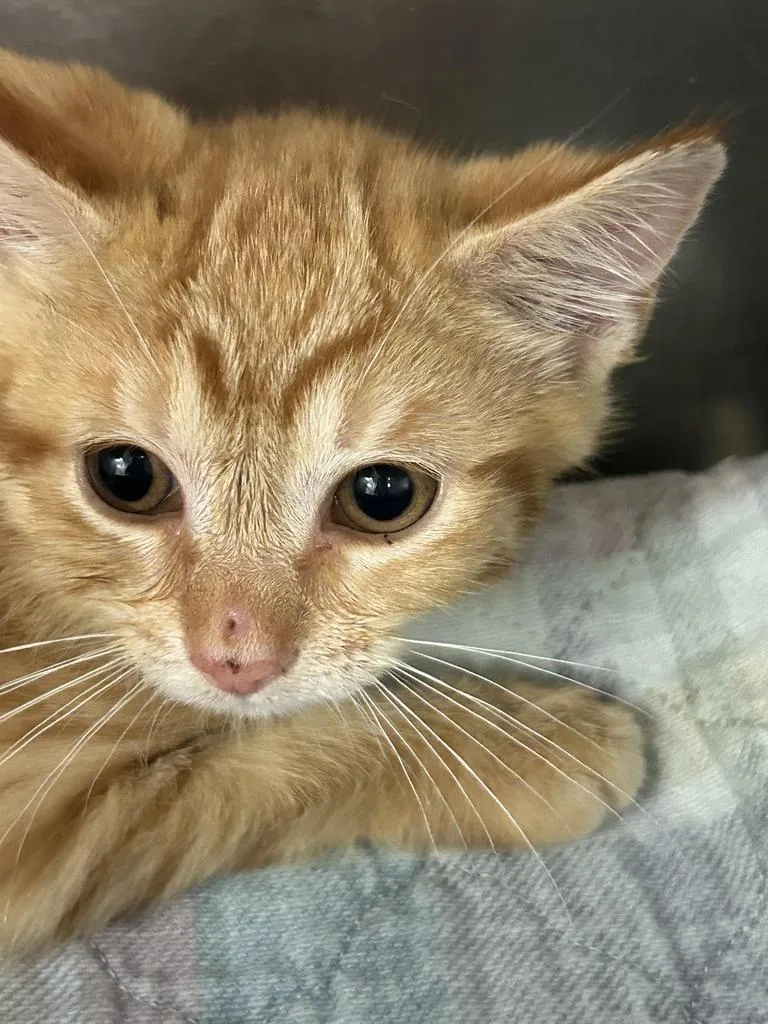 A baby small-sized male Domestic Short Hair cat named Tang for adoption in New Manchester, WV