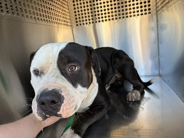 An adult large-sized male Pit Bull Terrier dog named Holstein for adoption in Mesa, AZ