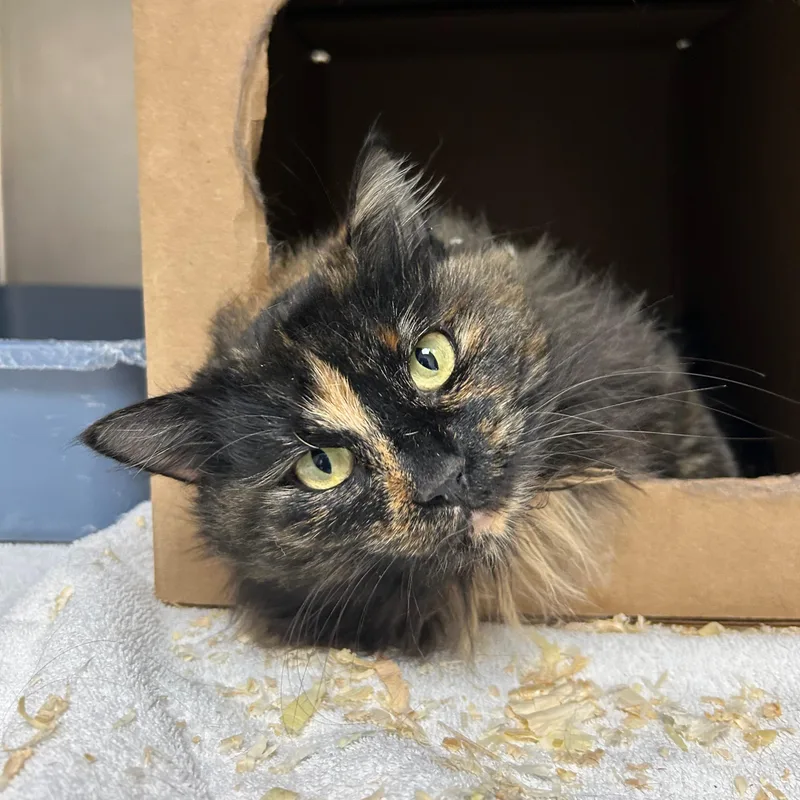 A young medium-sized female Domestic Long Hair cat named Rowena for adoption in Lindon, UT