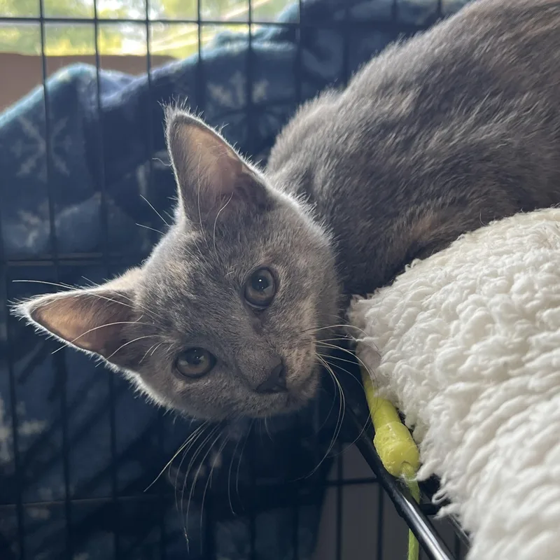 A baby medium-sized female Dilute Tortoiseshell Domestic Short Hair cat named Lavender for adoption in Elkton, MD