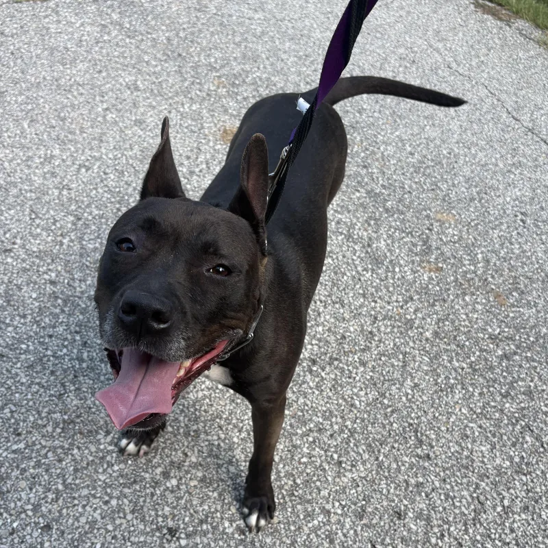 An adult medium-sized female Brown / Chocolate Pit Bull Terrier dog named Kandy Muse for adoption in Hillsboro, MO