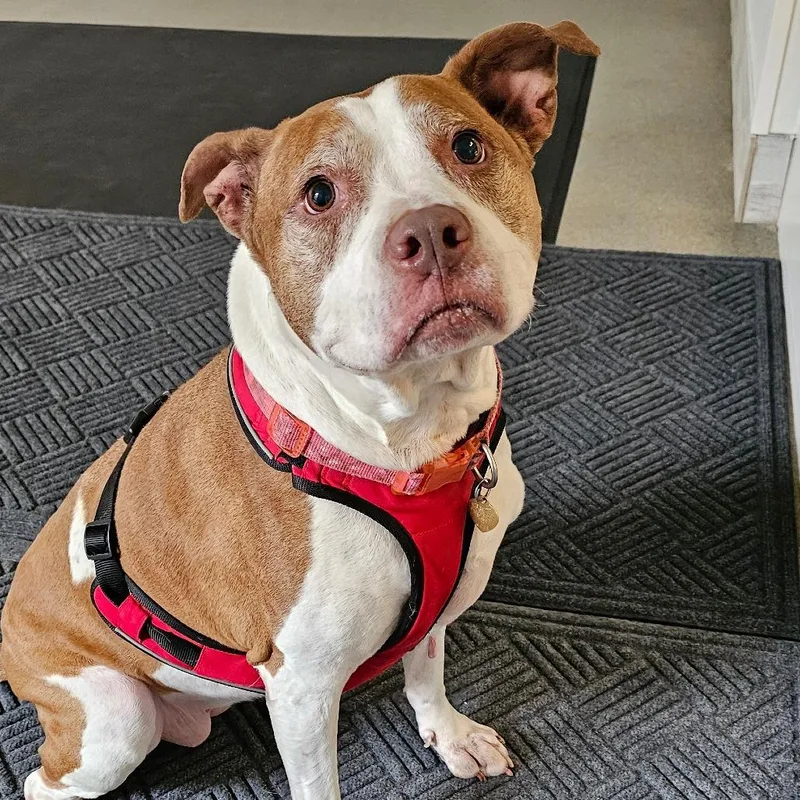 A senior large-sized female White / Cream Pit Bull Terrier dog named Amber for adoption in Concord, NH