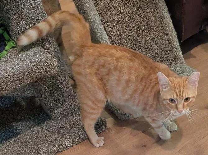 Juice  Sweet Snuggly thumbnail 2