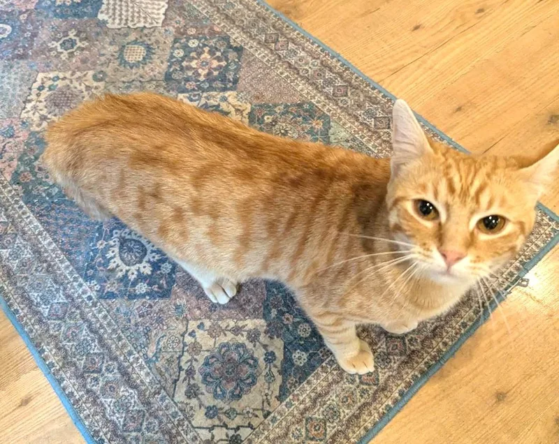 Juice  Sweet Snuggly thumbnail 3