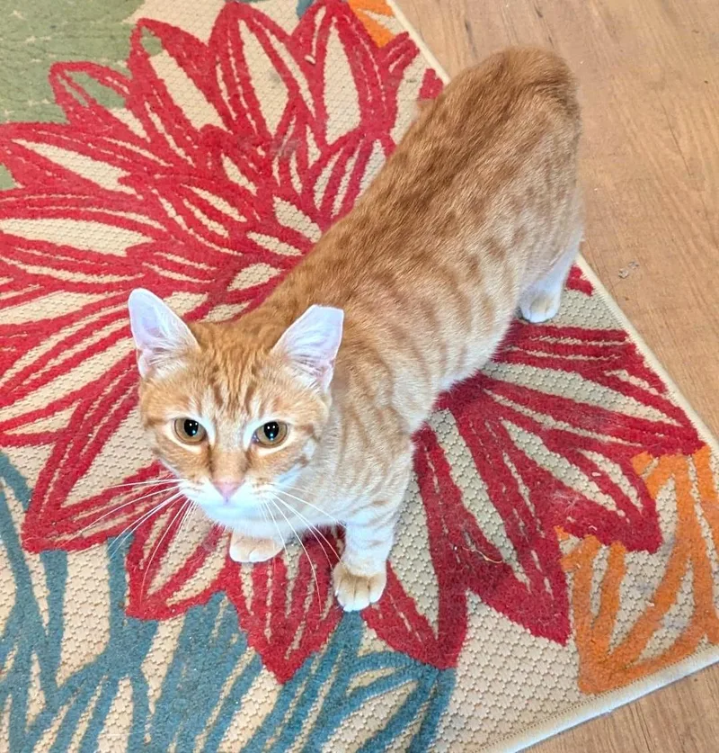 A young medium-sized male Tabby (Orange / Red) Tabby cat named Juice  Sweet Snuggly for adoption in Plano, TX