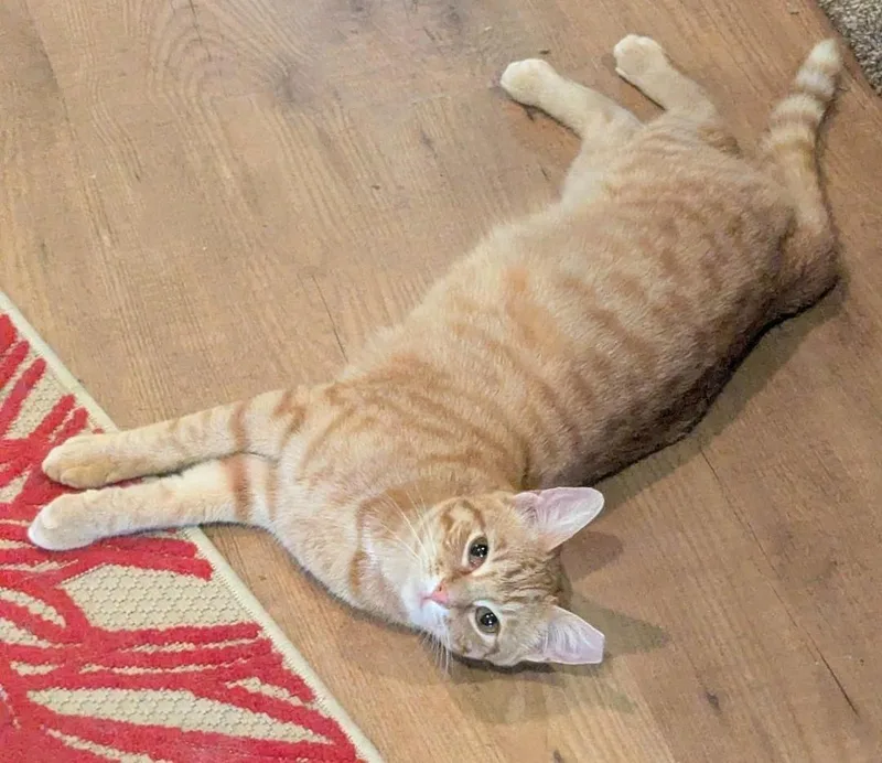 Juice  Sweet Snuggly thumbnail 4