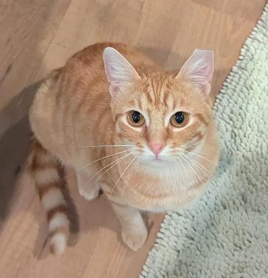 Juice  Sweet Snuggly thumbnail 5