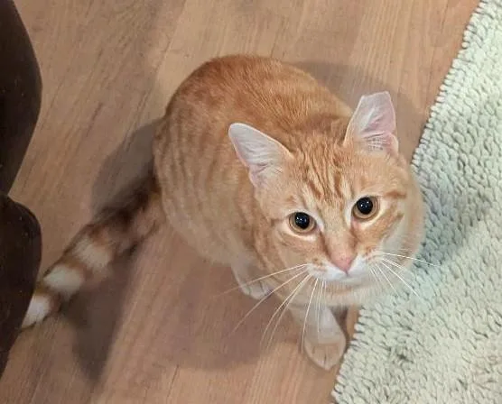 Juice  Sweet Snuggly thumbnail 6