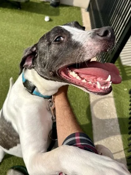 An adult medium-sized male White / Cream Mixed Breed dog named Odysseus for adoption in Wichita, KS