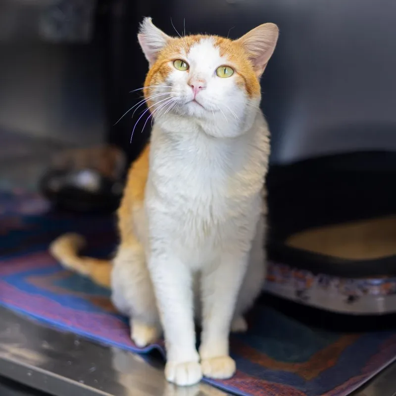 Taco Meow thumbnail 2