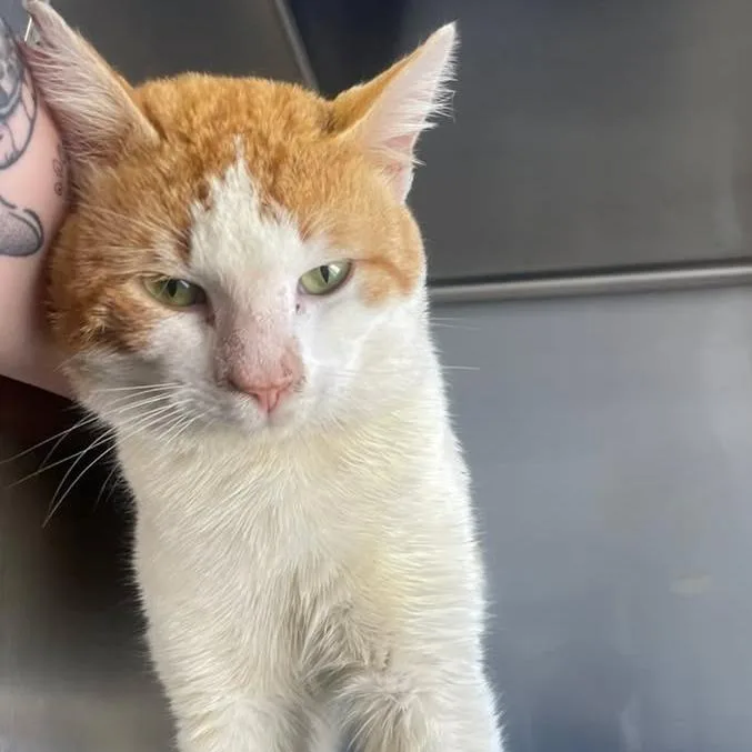 Taco Meow thumbnail 3