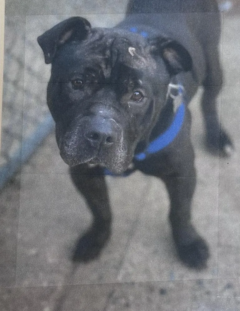 An adult large-sized male Black Pit Bull Terrier dog named Gucci Freeport for adoption in Westbury, NY