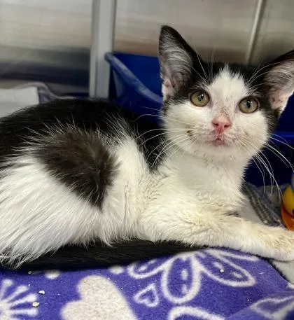 A baby small-sized male Black Domestic Short Hair cat named Bugsy for adoption in Kansas City, MO