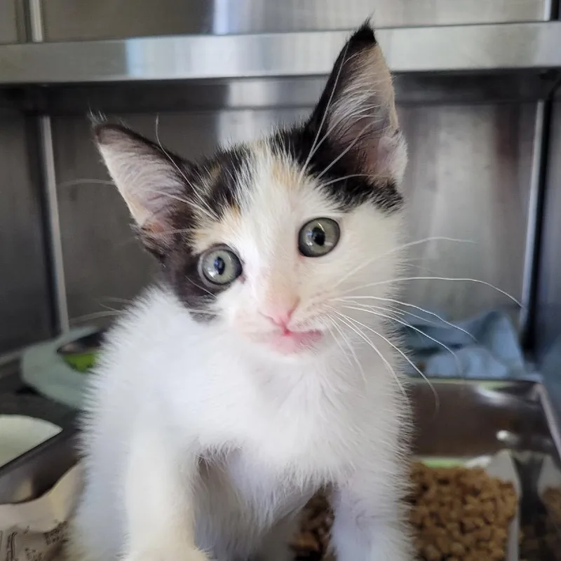A baby small-sized female Calico Domestic Short Hair cat named Rickey for adoption in Los Angeles, CA