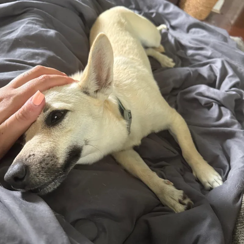 An adult small-sized female Yellow / Tan / Blond / Fawn Chihuahua dog named Billie for adoption in Alexandria, VA