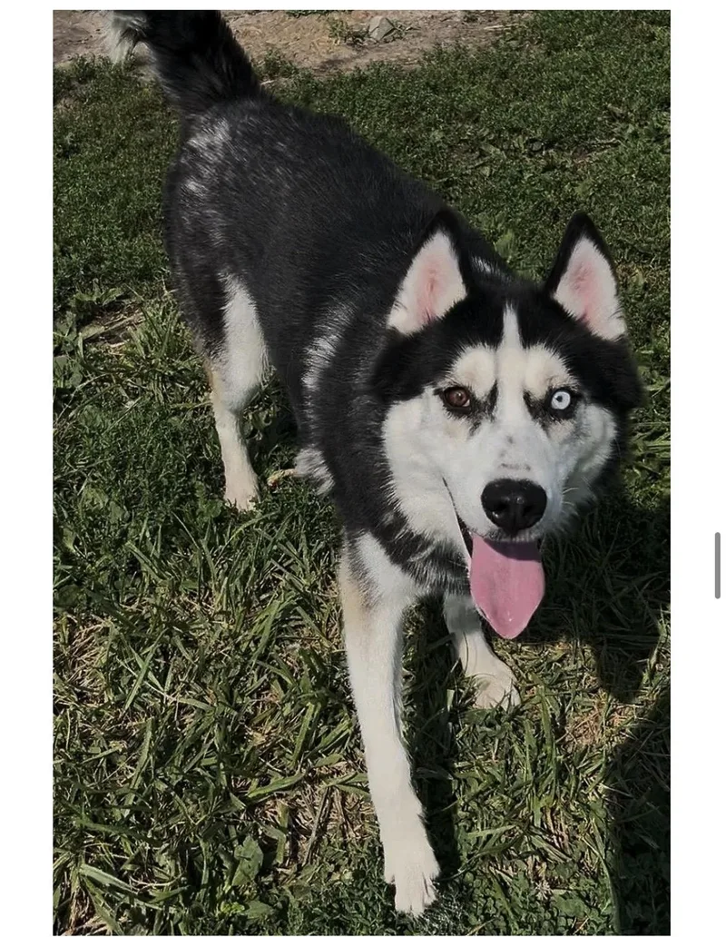 A young large-sized male Black Siberian Husky dog named Marty for adoption