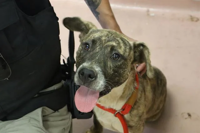 A young medium-sized female Mixed Breed dog named Marie for adoption in Columbia, SC