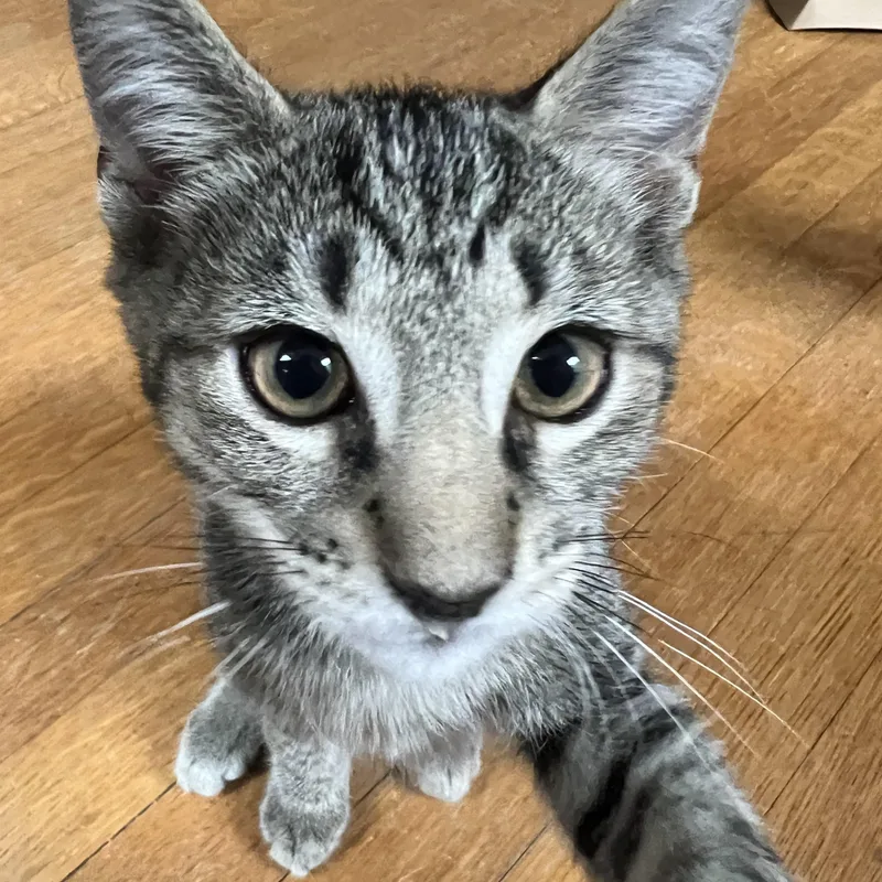 A baby medium-sized male Domestic Short Hair cat named Flannel for adoption in Honeoye, NY