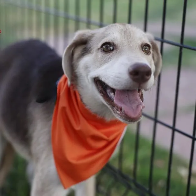 A baby medium-sized female Shepherd dog named Trinity for adoption in San Antonio, TX