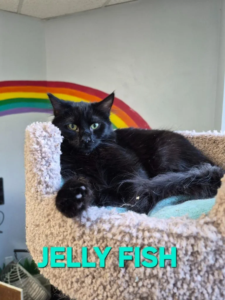 A baby medium-sized female Domestic Medium Hair cat named Jelly Fish for adoption in Rome, GA