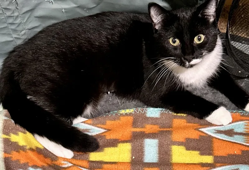 A young medium-sized female Black & White / Tuxedo Domestic Short Hair cat named Olive for adoption in Warwick, RI