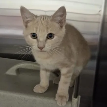 A baby small-sized male Domestic Short Hair cat named Pudge for adoption in Voorhees, NJ