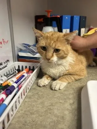 An adult medium-sized male Domestic Short Hair cat named Gavin for adoption in West Chester, PA
