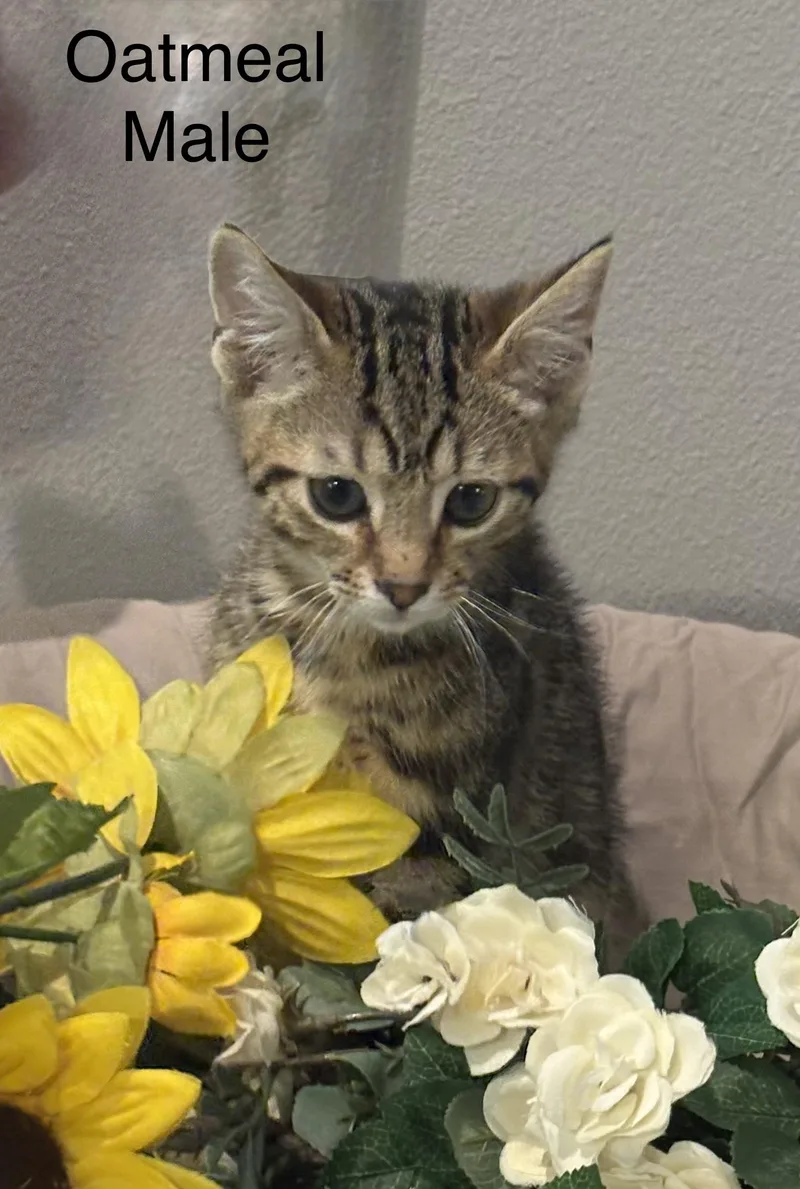A baby small-sized male Tabby (Leopard / Spotted) Domestic Short Hair cat named Oatmeal for adoption in Palm City, FL