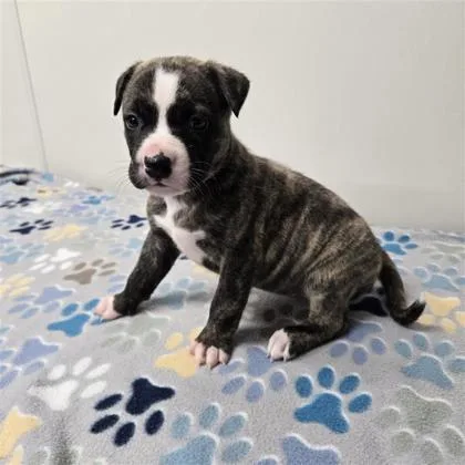 A baby medium-sized female Siberian Husky dog named Bootsie A for adoption in Plano, TX
