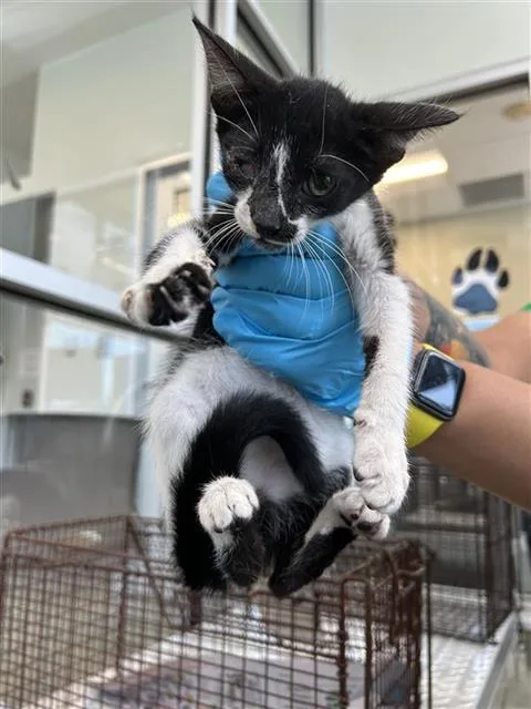 A baby small-sized male Domestic Short Hair cat named Gustavo for adoption in San Antonio, TX