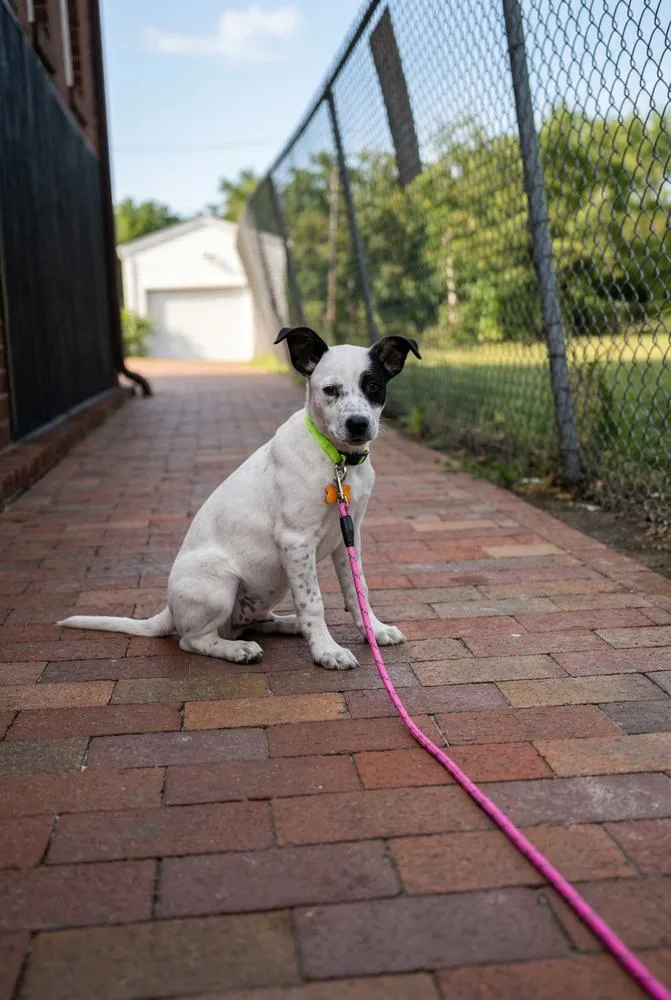 A baby medium-sized female Retriever dog named Bea for adoption in Thornton, CO